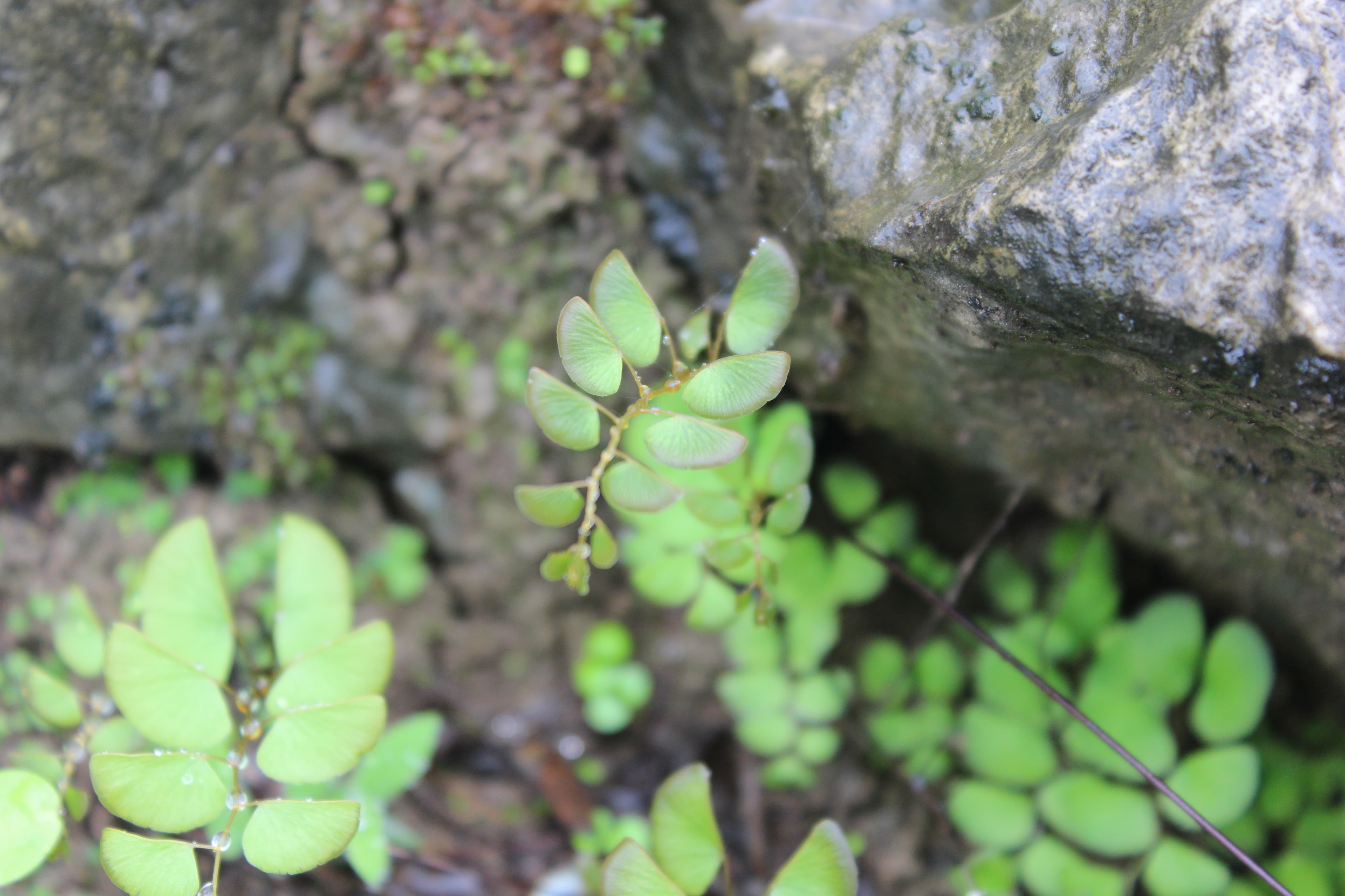 Plant Image